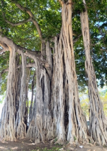 These are ficus trees. Ficus is a genus of about 850 species of woody trees, shrubs, vines, epiphytes, and hemiepiphytes in the family Moraceae. Collectively known as fig trees, they are native throughout the tropics. Many have aerial roots like these and a distinctive growth habit.