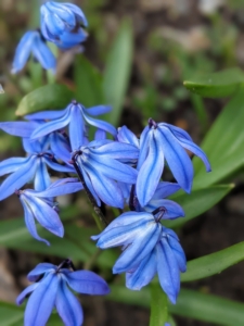 Also known as scilla, it is a perennial with two to four strap-shaped leaves that appear at the same time as the nodding, bell-shaped flowers.