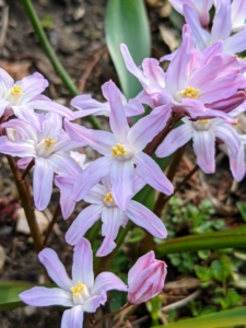 They also come in dainty pink. The flowers have six-petaled clustered pale flowers with white centers atop dark stems and sparse, narrow foliage.