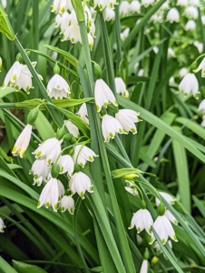 Look closely, these are snowflakes, Leucojum.