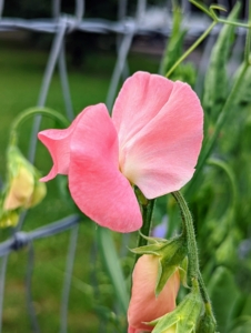 This one is a bright salmon to peach color. Originating in the southwest of Italy and the islands of the Mediterranean, sweet pea has been cultivated for use in gardens since the 17th century.