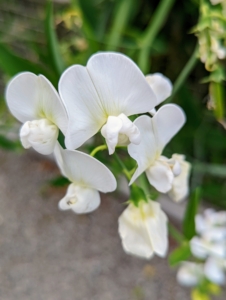 And here is a crisp white sweet pea. These flowers are rich in nectar and pollen and attract lots of bees and hummingbirds.