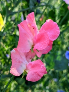 And here is a lovely pink variety called ‘Angela Ann.’ This sweet pea has an attractive rose pink on a white background. It’s an excellent sweet pea for the garden or to use as cut flowers.
