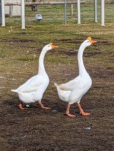Here is my pair of Chinese geese. The Chinese goose is refined and curvaceous. It holds its head high and has a long, slim, well-arched neck which meets the body at about a 45 degree angle. Its body is short, and has a prominent and well-rounded chest, smooth breast and no keel. Mature ganders average 12-pounds, while mature geese average 10-pounds.