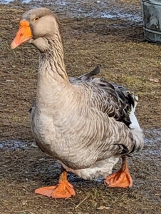 And, while the term “goose” may refer to either a male or female bird, when paired with “gander”, the word goose refers specifically to a female. Gander is the term used to identify a male.