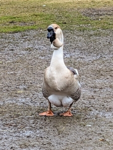 This is one of two African geese at my farm – a breed that has a heavy body, thick neck, stout bill, and jaunty posture. The African is a relative of the Chinese goose, both having descended from the wild swan goose native to Asia. The mature African goose has a large knob attached to its forehead, which requires several years to develop. A smooth, crescent-shaped dewlap hangs from its lower jaw and upper neck. Its body is nearly as wide as it is long.