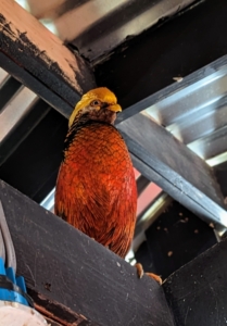 This is the other red Golden Pheasant, still brilliantly colored, but with slightly darker shades.