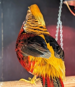 Some of the other markings include a yellow ruff or cape edged in blue-black, green back, with a yellow rump and red and blue wings.