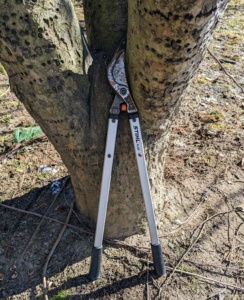 The crew also likes to use our STIHL bypass loppers for slightly larger branches up to two-inches in diameter.