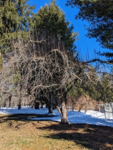 This tree is near my tennis court. It is one of several in this area ready for pruning. The tree takes up a dormant state after shedding its leaves and before sprouting new buds.