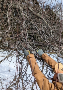 Pasang Sherpa, our resident tree expert, cuts branches that are rubbing or crisscrossing each other, preventing any healthy new growth. Basically, we want to create a tree with well spaced lateral branches. Any branches which interfere with the tree’s shape or create a dense framework should be removed.