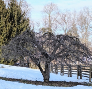 And so does this one nearby - a big favorite here at the farm. This tree produces delicious green apples. I am looking forward to many lustrous trees heavy with fruits come autumn.