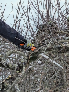 A bow saw, or pruning saw, cuts on both the fore stroke and back stroke and is designed for cutting thicker branches that cannot be removed with secateurs or loppers.