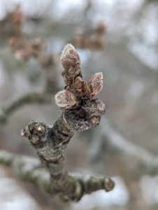 And here are some of the apple tree buds. Tree fruit have two types of buds, terminal and lateral buds. Apples flower and fruit on terminal buds. A terminal, or apical bud, is located at the tip of a shoot. A lateral bud develops along the developing shoot at the base of the leaf blade.