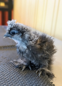 I love raising all kinds of chickens. This Silkie peep hatched early last month right here in my stable feed room.