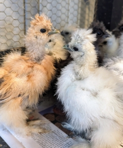 They grow quickly. Here, these chicks are about three weeks old.