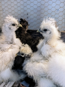 At this stage, the chicks are already communicating with each other. In general, chickens are quite vocal. They make around 30 different calls, expressing everything from “I am hungry” to “there’s a predator nearby.”