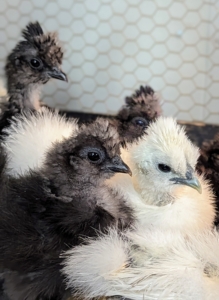 There are eight Silkie color varieties accepted by the American Poultry Association. They include black, blue, buff, gray, partridge, splash, and white.