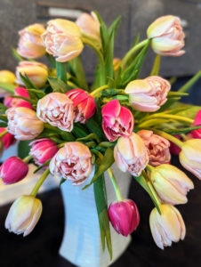 There are currently more than 3000 registered varieties of tulips – separated in about 15 divisions based on shape, form, origin, and bloom time.