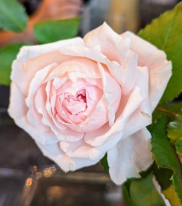 A rose is a woody perennial flowering plant of the genus Rosa, in the family Rosaceae. There are more than a hundred species and thousands of cultivars. Roses come in many different colors, such as pink, peach, white, red, magenta, yellow, copper, vermilion, purple, and apricot.