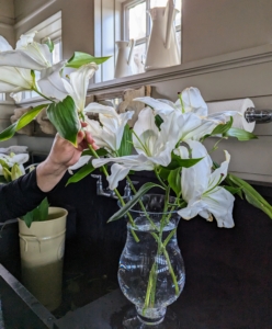And her are the lilies. Lilium is a genus of herbaceous flowering plants growing from bulbs, all with prominent flowers. Lily flowers are large, often fragrant, and come in a range of colors including white like these.