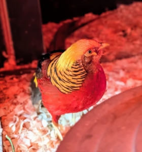 This red Golden Pheasant male is the brighter of the two with its red breast and body. The pheasant is such a beautifully colored gamebird.