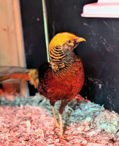 The red Golden Pheasant can weigh between one and two pounds when full grown. This one is vey active and loves to run round the coop. Do you know... while pheasants are able to fly fast for short distances, they actually prefer to run. If startled however, they will flush up at speeds of 38 to 48 miles-per-hour. If chased or threatened, they can even fly as fast as 60 miles-per-hour.
