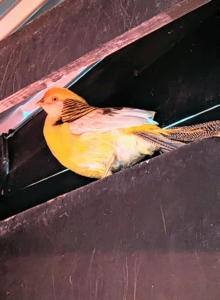 This yellow Golden Pheasant male has a yellow crown, lower back, with dark wings and upper neck.