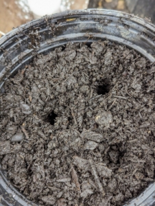Using a spare branch or stick, Wendy makes holes in the soil about three-inches deep and wide enough to insert a cutting without dislodging the rooting hormone powder.