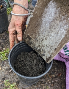 Wendy fills the pots with a rich, moist, organic soil mix with good drainage.