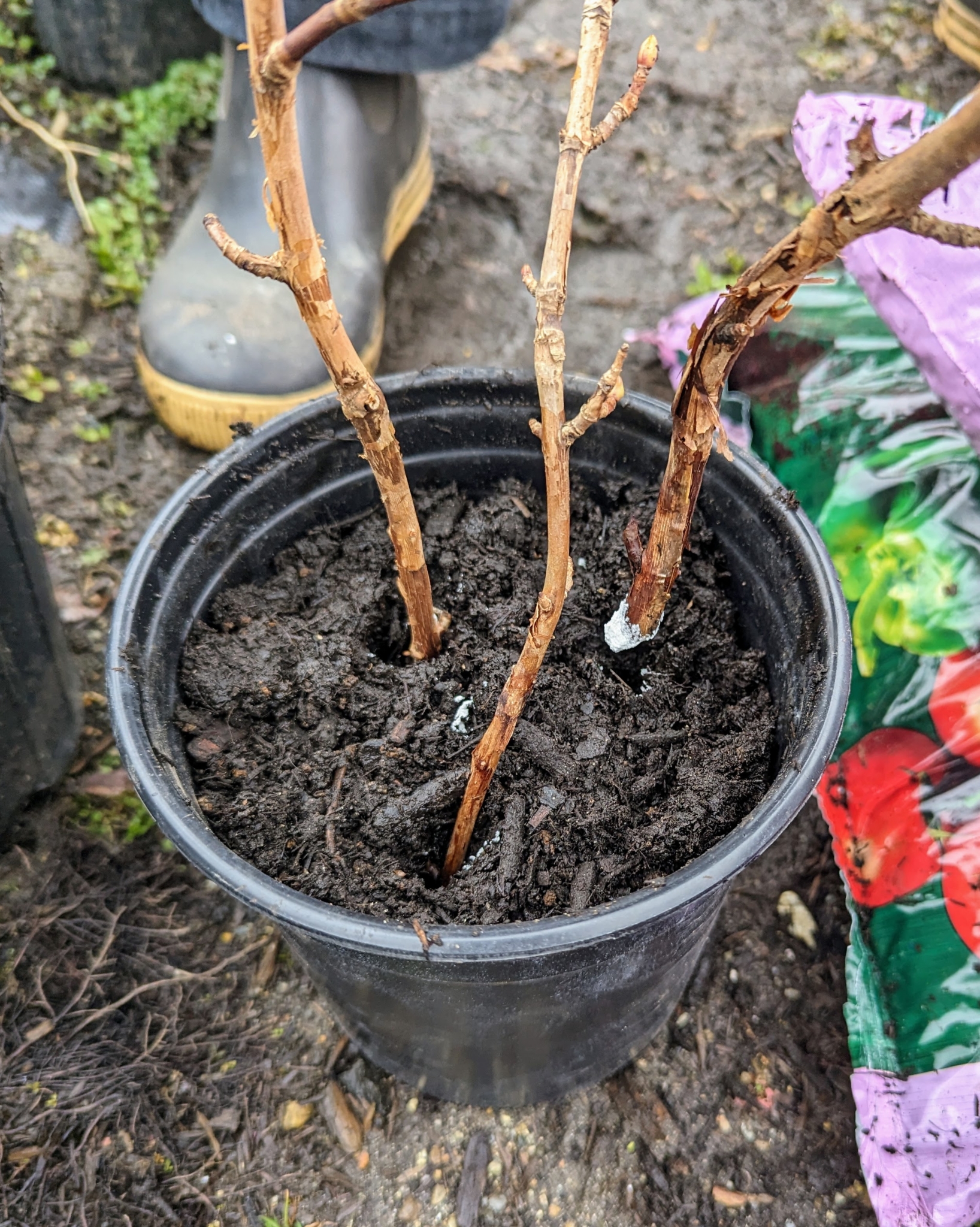 Rooting Climbing Hydrangeas The Martha Stewart Blog Rooting Climbing Hydrangeas The Martha Stewart Blog