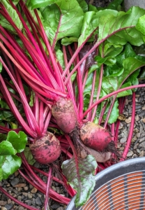 Meanwhile, fresh, delicious beets are picked from the vegetable greenhouse. When planning the menu, I always think about what is available in the gardens.