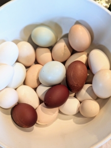 Fresh eggs were picked in the morning to make the creamy Hollandaise sauce.