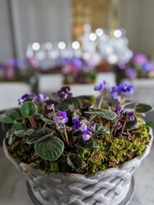 In my servery, decorative vessels planted up with African violets and moss.