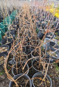 The entire process takes just a few hours to get all 300-cuttings potted. Similar to other hydrangea plants, climbing hydrangea likes the soil to be consistently moist. These will get about an inch of water weekly. It will be exciting to see these climbing hydrangeas develop and flourish.
