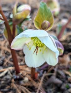 After the first year, when the plant is well-established, hellebores are very resistant and require little upkeep.