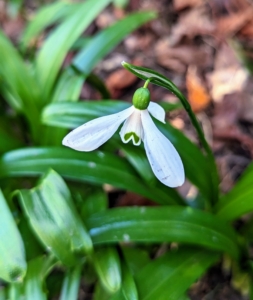 Snowdrops are a pest-free plant. Rabbits and deer won’t eat them, and most chipmunks and mice leave them alone.