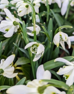Snowdrops don’t often multiply from seed in a garden, but they will multiply by offsets – new bulbs that grow attached to the mother bulb. And, Because the leaves are vital to build up the bulbs’ food reserves and allow new daughter bulblets to form, never trim or tie them into bunches.