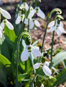 Galanthus or snowdrop, is a small genus of approximately 20 species of bulbous perennial herbaceous plants in the family Amaryllidaceae, and native to Europe and the Middle East.