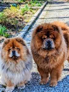Overseeing all the action - my beautiful Chow Chows Empress Qin and Emperor Han. I hope you're able to get a good head start on your spring tasks wherever you are.