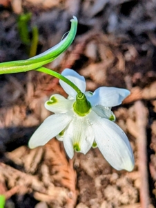 This snowdrop is double making it even more interesting.