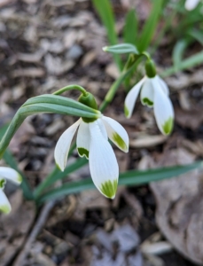 On this snowdrop, both the inner and the outer petals are blotched.