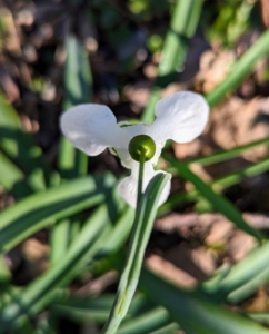 One of the most cultivated is Galanthus nivalis, usually known as the garden snowdrop. Here is a view from above of the base of the flower, where it begins to nod.