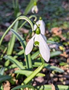 The first white flowers of spring are the snowdrops. This is a snowdrop, Galanthus. The genus name refers to the white color of the flowers – gala is Greek for “milk,” while anthos is Greek for “flower”.