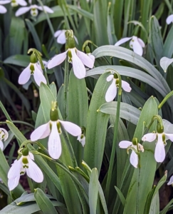 Snowdrops... characterized by three small inner petals and three outer petals, which are spoon shaped and longer than the inners.