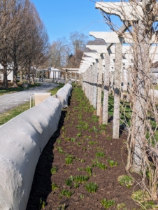 Here is one side of the pergola now covered in a light layer of compost. The long beds are looking so beautiful already. I can't wait to see this area transform into a spring garden of colorful flowers.