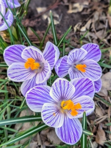 Growing along the back border are small bunches of these purple and white striped croci. This striped flower produces several upright, cup-like, purple and white striped blooms on stems rising to four to six inches above basal, grass-like leaves.