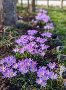 With good, consistent maintenance, look what's already blooming so gloriously - here is a stretch of crocus.