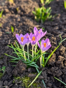 Emerging from bulb-like structures called corms, crocuses are low-growing perennial flowering plants from the iris family. Crocus are among the first to bloom in spring and come back year after year.