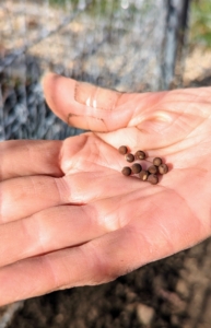 These are some of the seeds – large enough to see when dropping them into the trench.